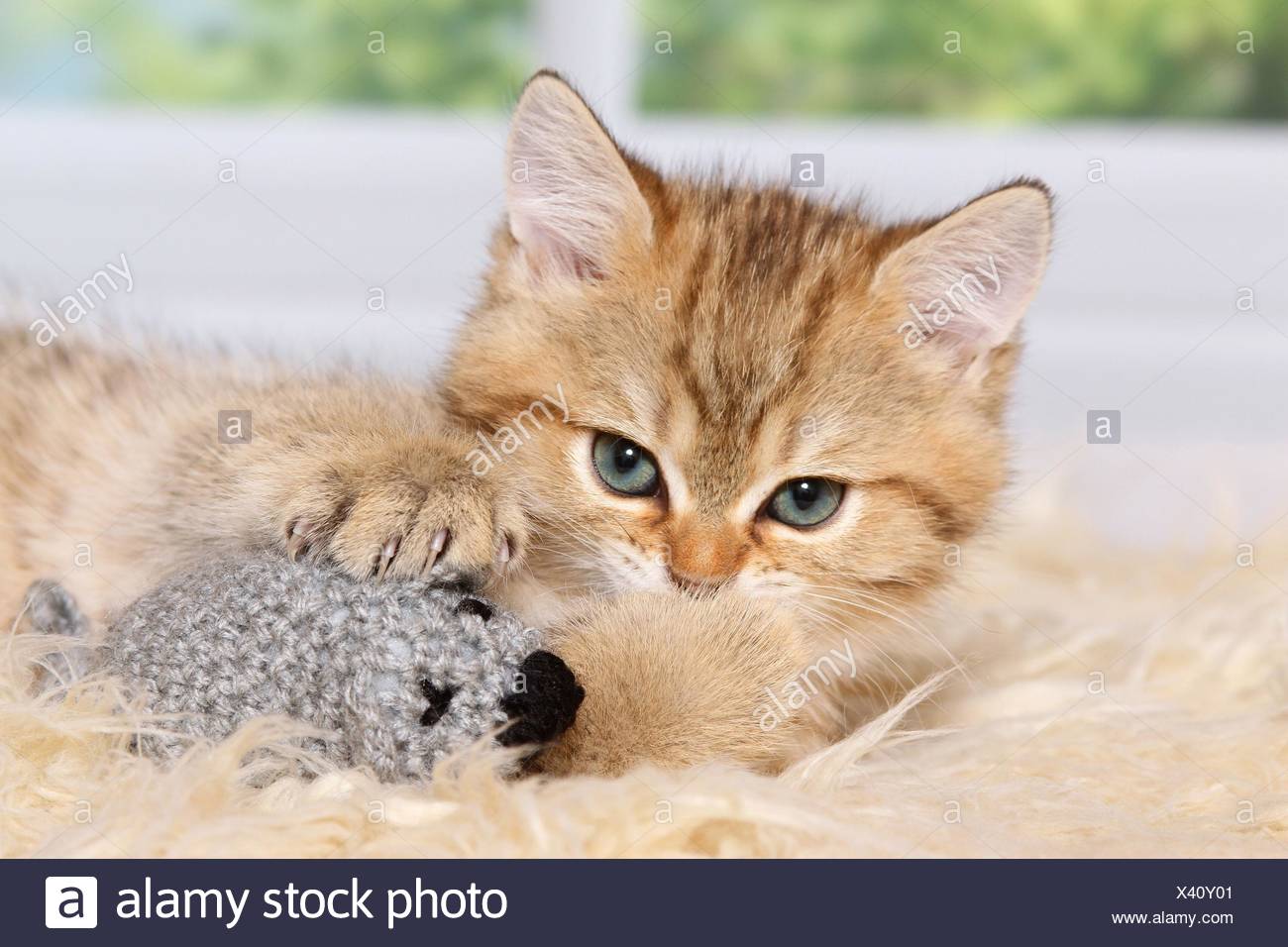 cute British Shorthair Kitten Stock Photo - Alamy cute British Shorthair Kitten Stock Photo - Alamy
