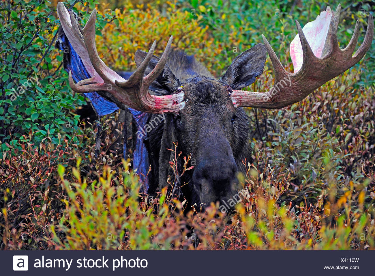 Moose In Rutting Season With Velvet At The Antlers High Resolution