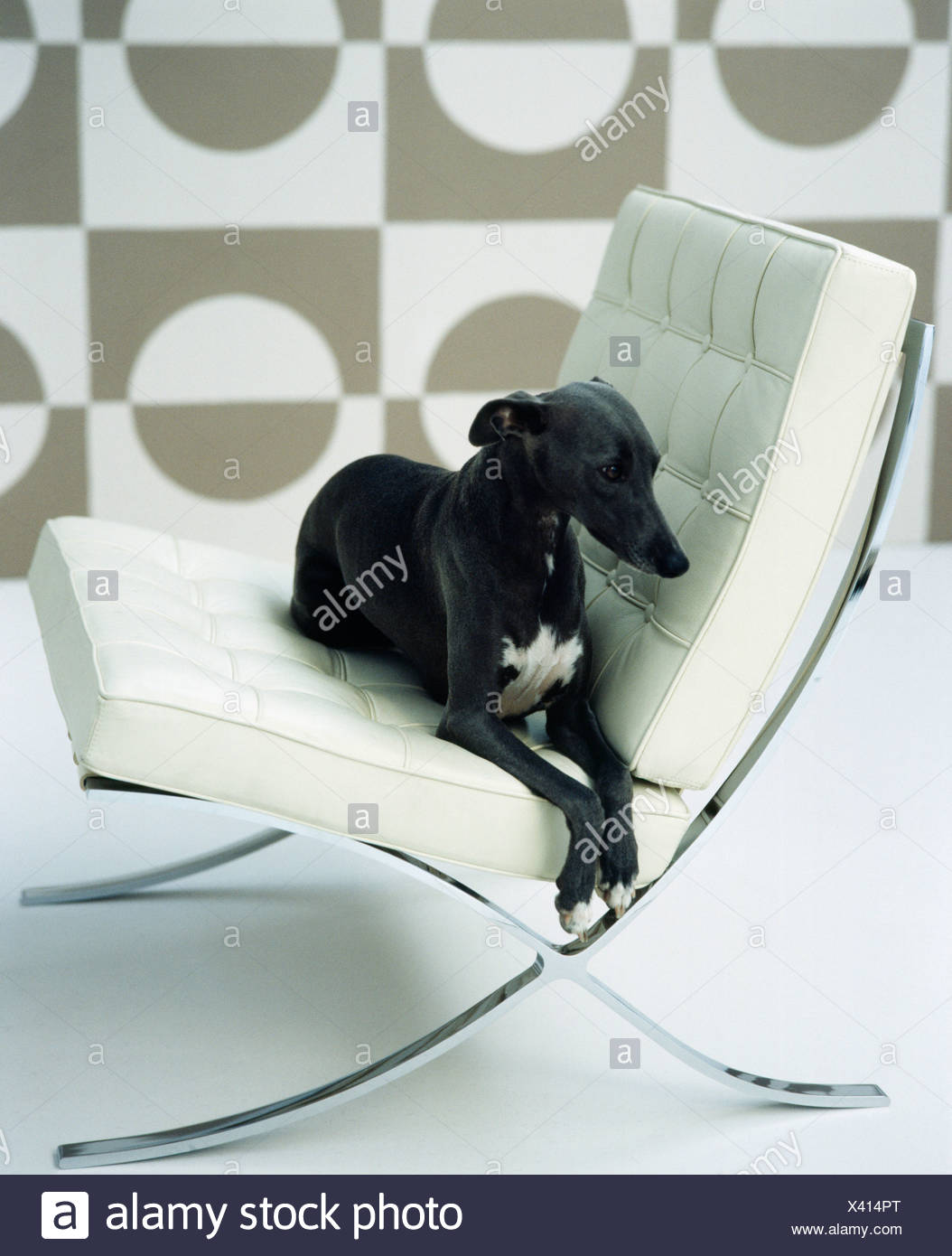 Close Up Of Black White Whippet Dog Lying On White Leather Mies