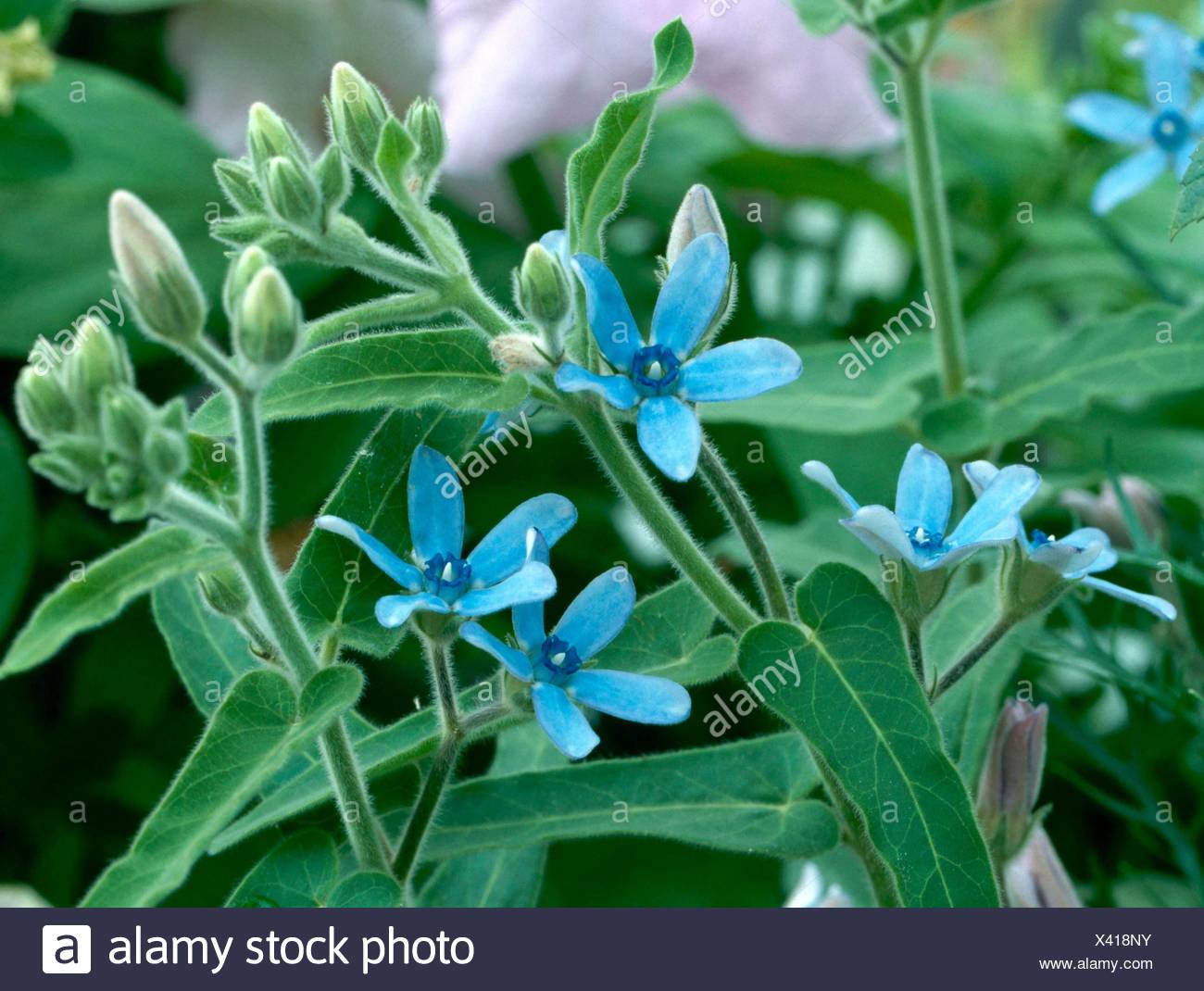Tweedia Caerulea Syn Oxypetalum Caeruleum Ann039851 Stock Photo Alamy
