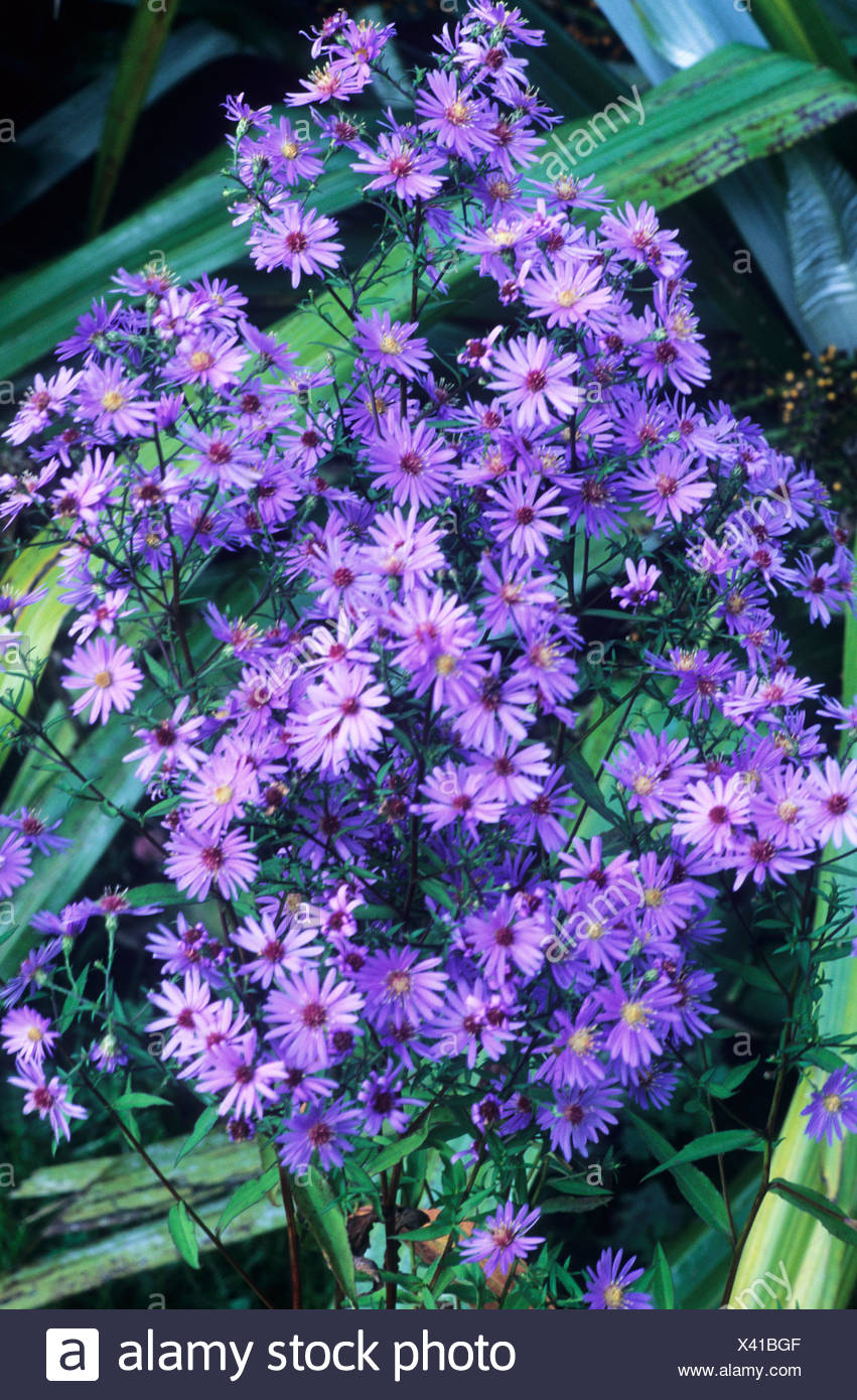 Aster Little Carlow Blue Purple Flower Flowers Garden Plant Asters Stock Photo Alamy