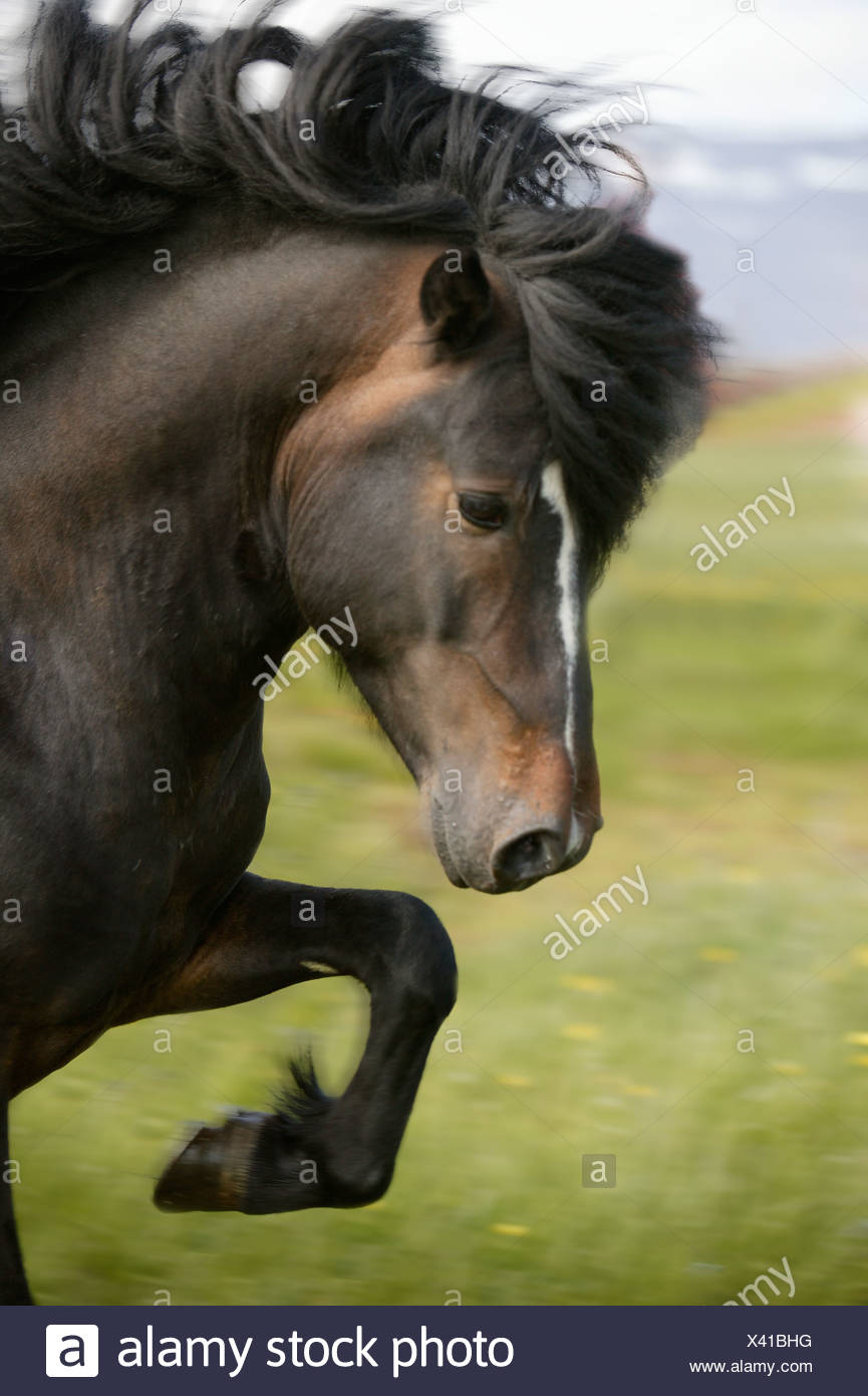 Prancing Horse Black Stock Photos Prancing Horse Black Stock