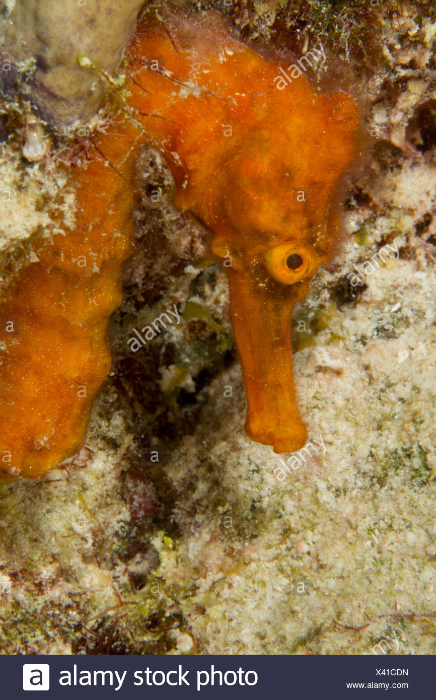 bottom dweller 2 Bottom dweller 2