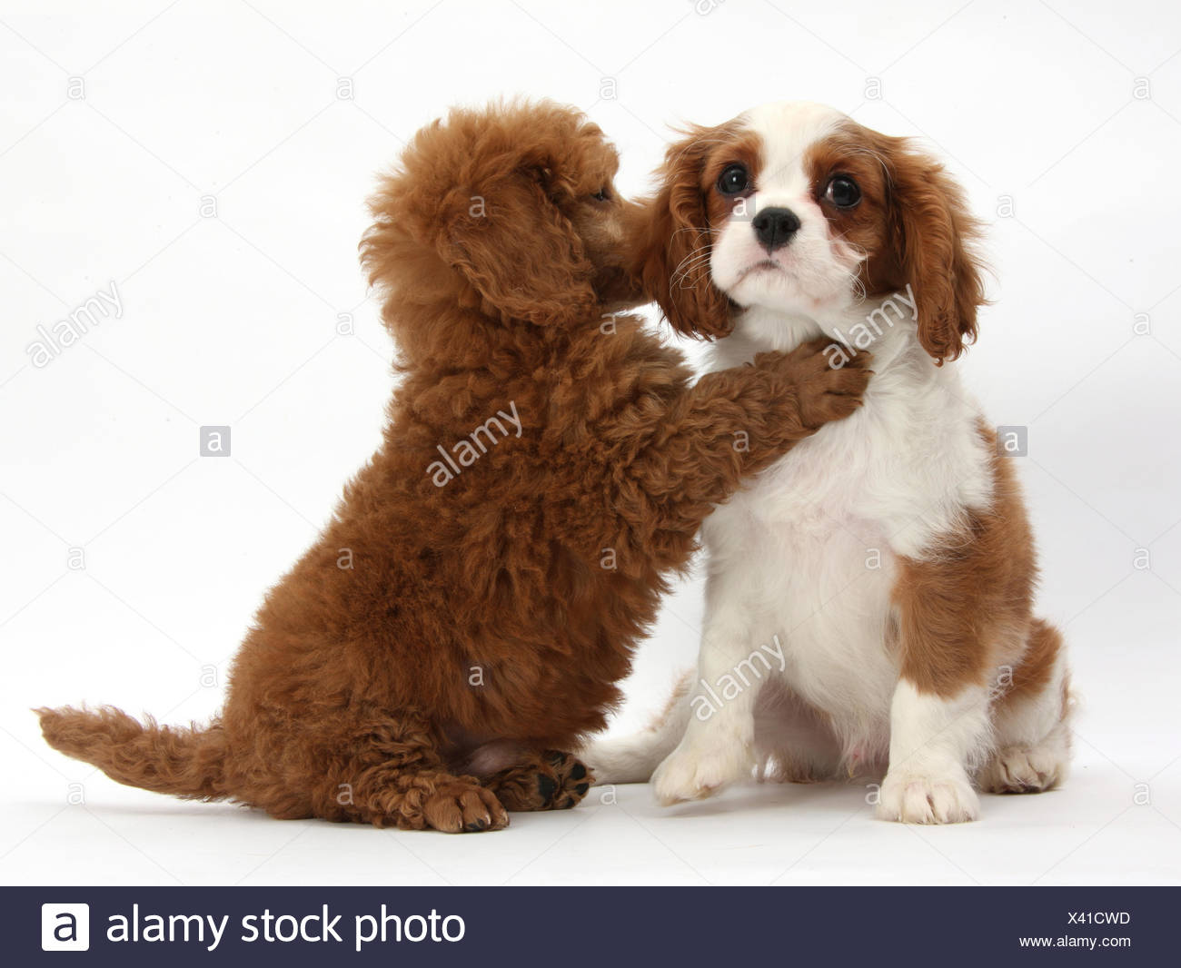 Blenheim Cavalier King Charles Spaniel Puppy 11 Weeks With Apricot Miniature Poodle Puppy 8 Weeks Stock Photo Alamy