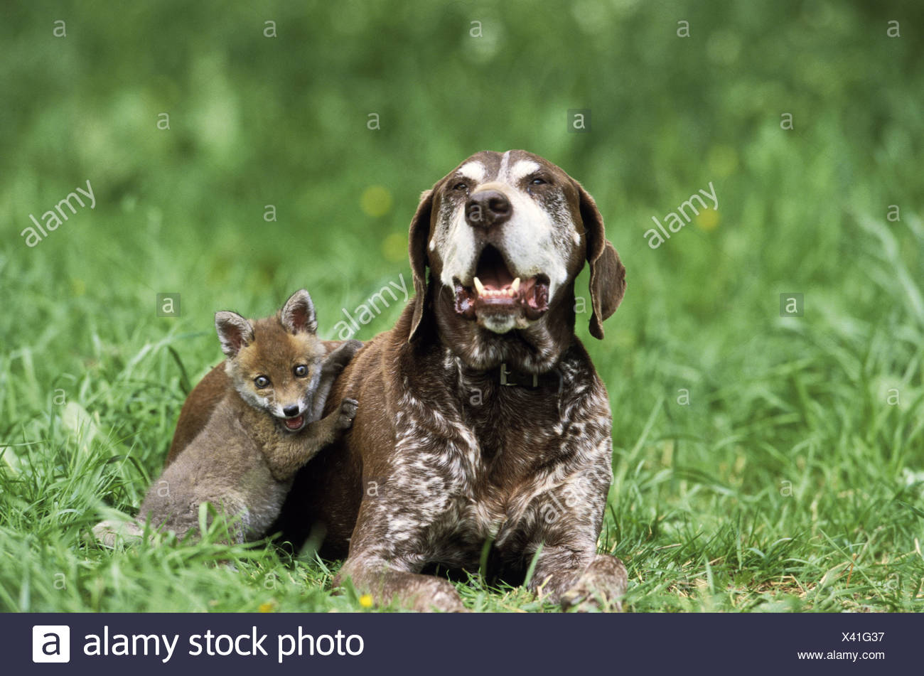 Animal Friendship German Shorthaired Pointer Dog And Young Red