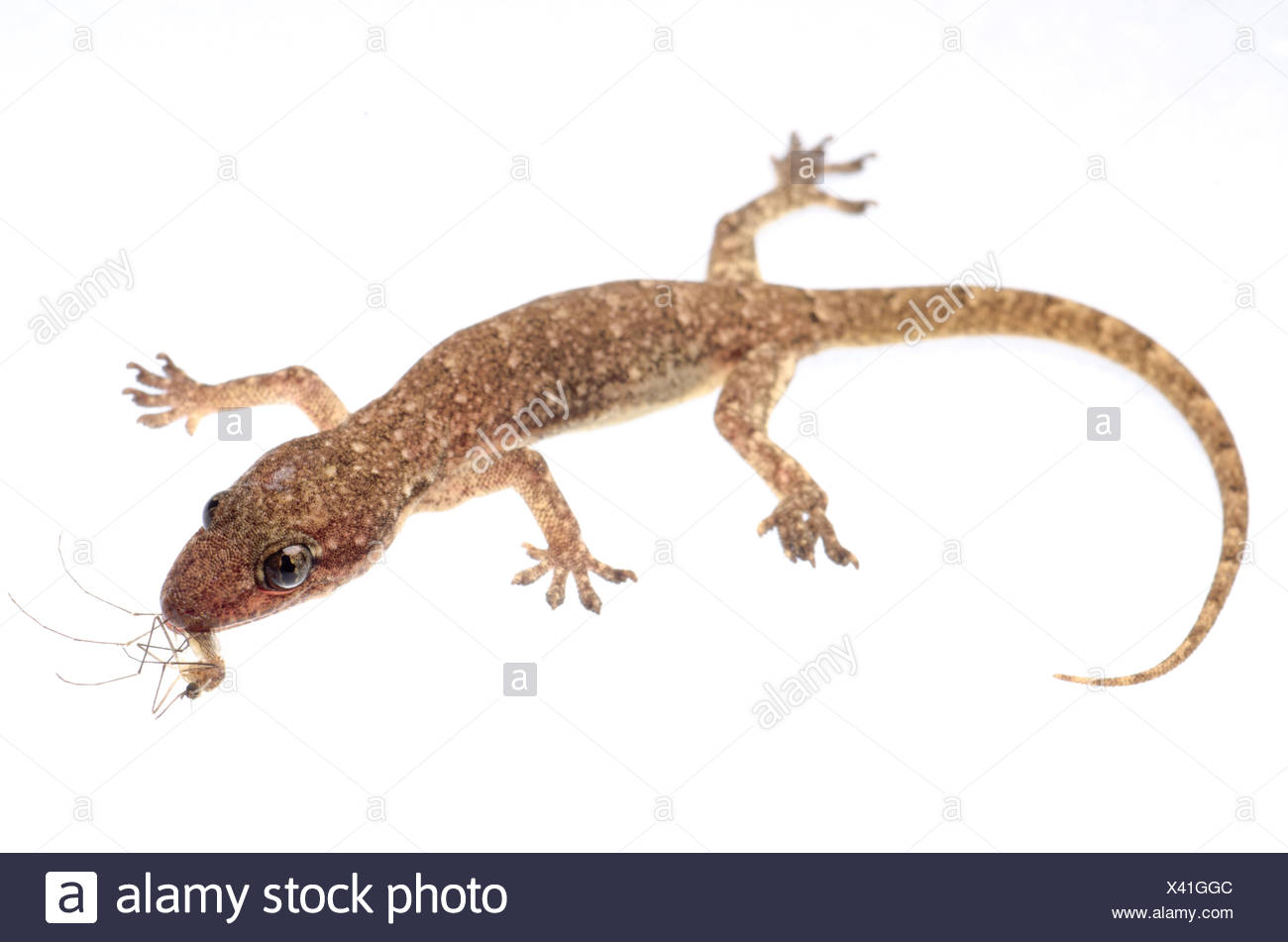Gecko and Mosquito