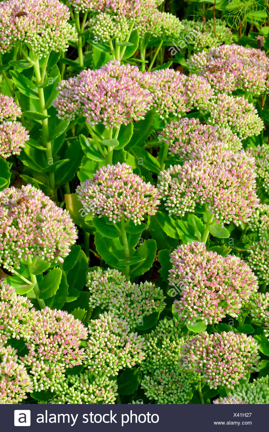 Grande fetthenne Black Beauty-Sedum telephium