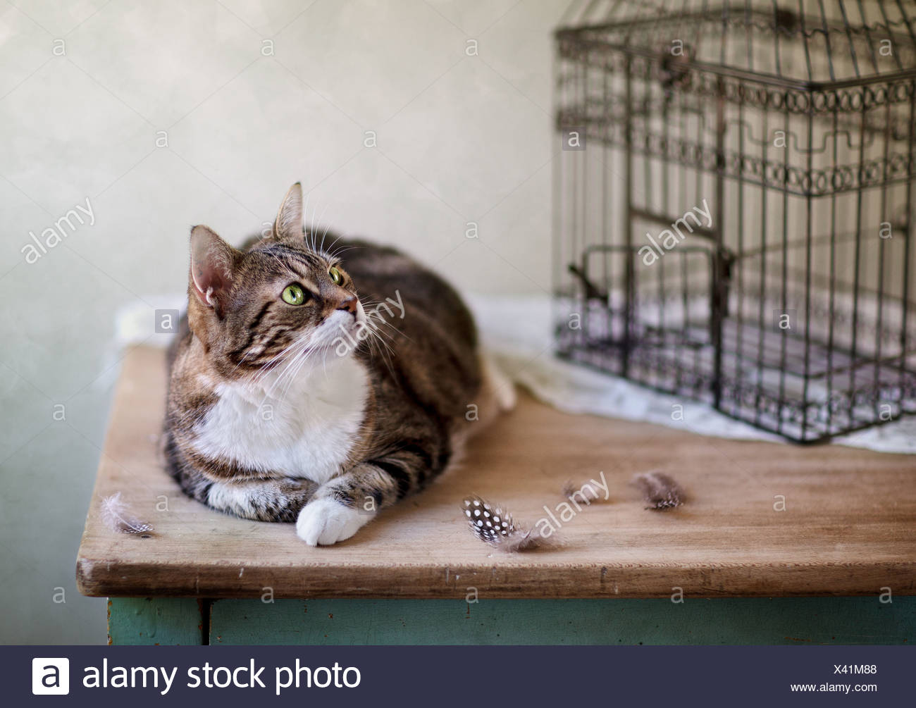 Domestic Cat Bird Cage High Resolution Stock Photography and Images Alamy