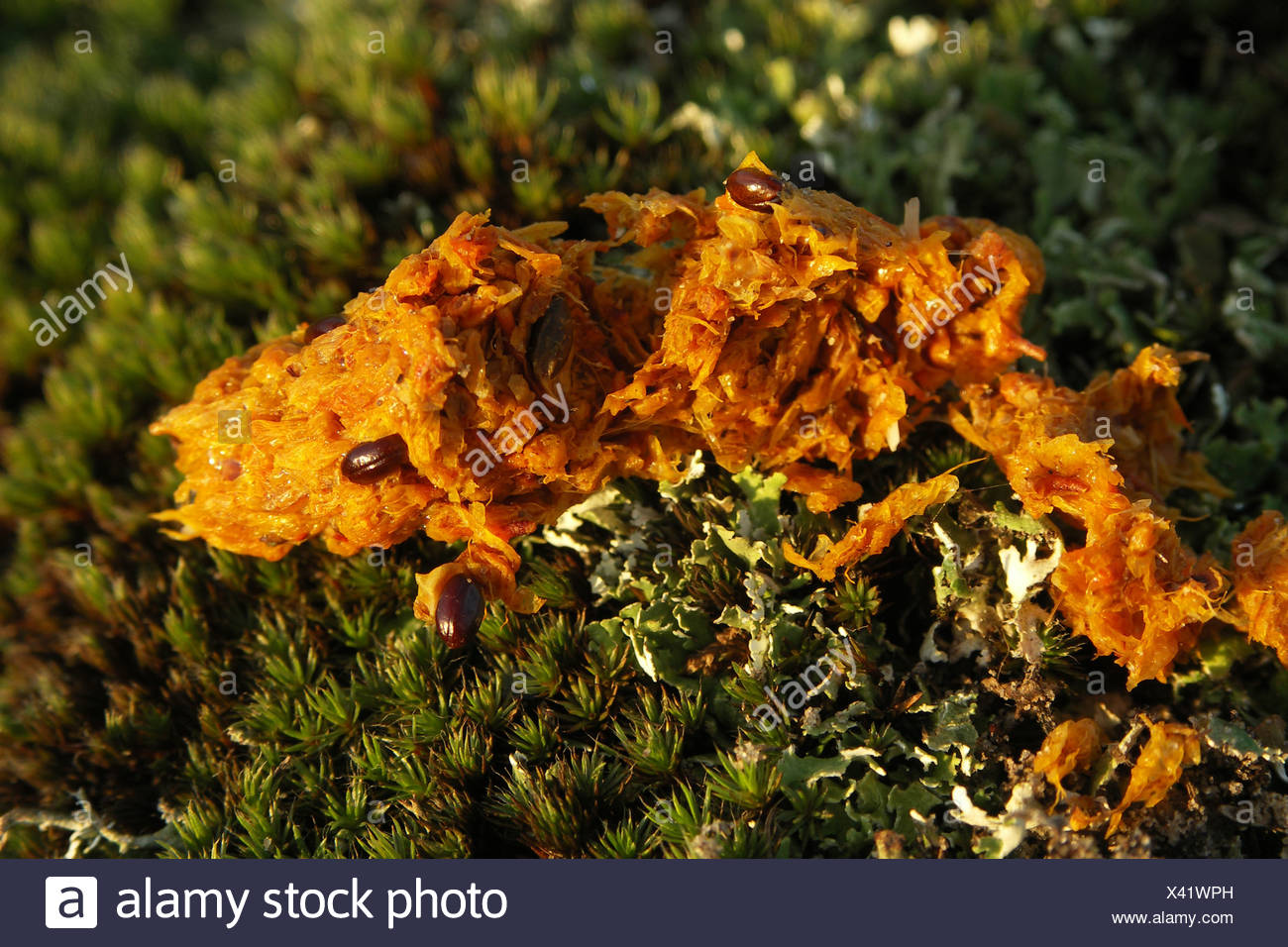 Orange Turd Stock Photos Orange Turd Stock Images Alamy