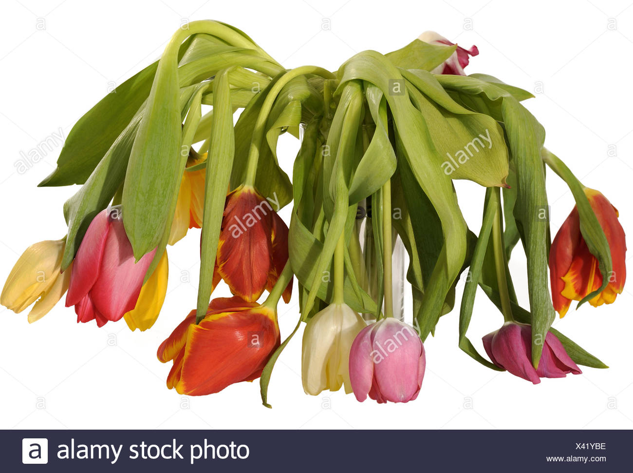 Dried Tulips High Resolution Stock Photography and Images - Alamy