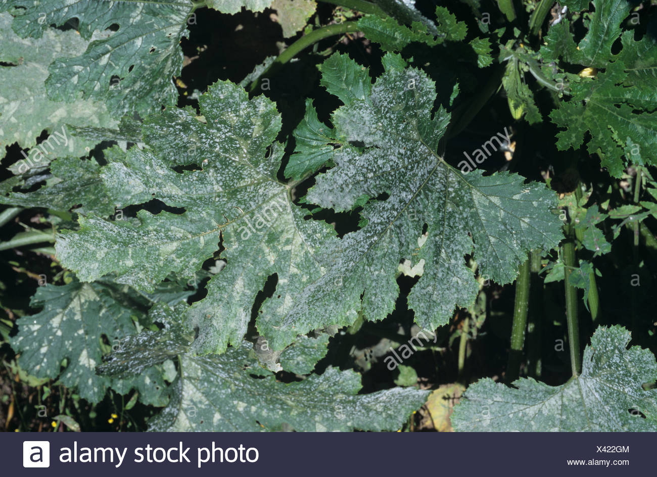 powdery-mildew-on-courgette-leaves-high-resolution-stock-photography