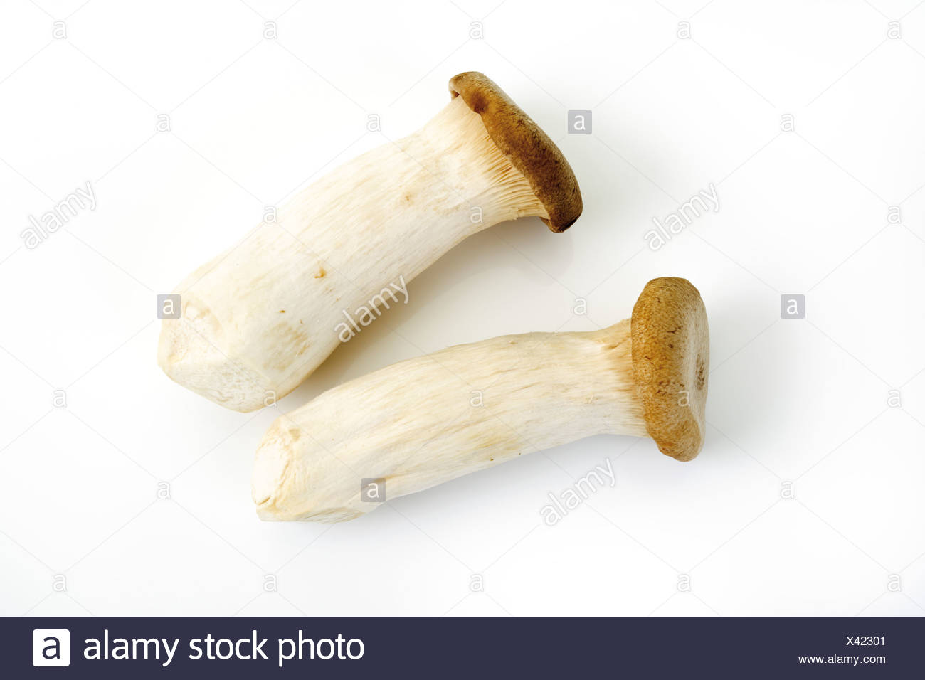 His Majesty the Kings Mushroom His Majesty the Kings Mushroom