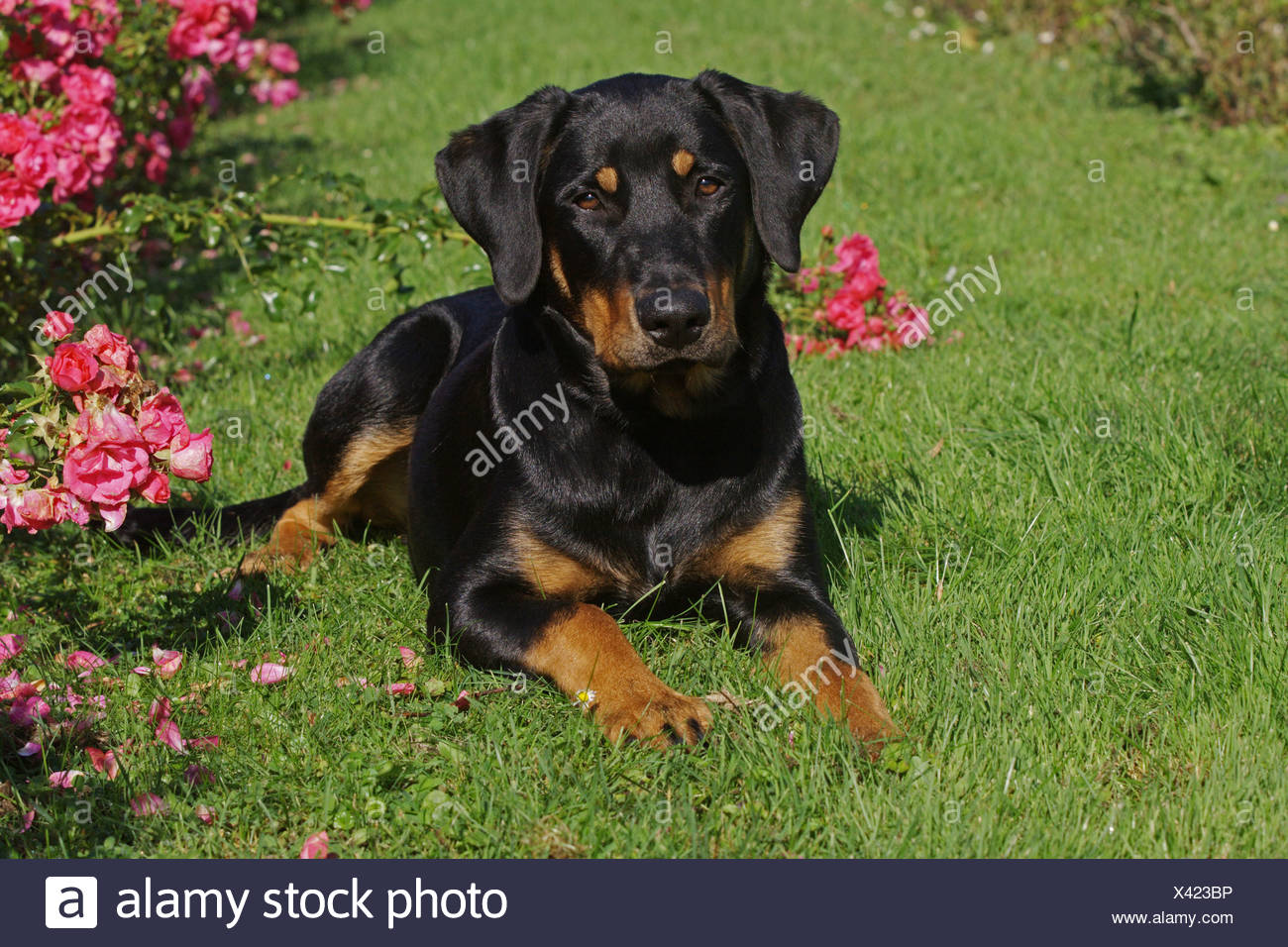 Beauceron High Resolution Stock Photography And Images Alamy
