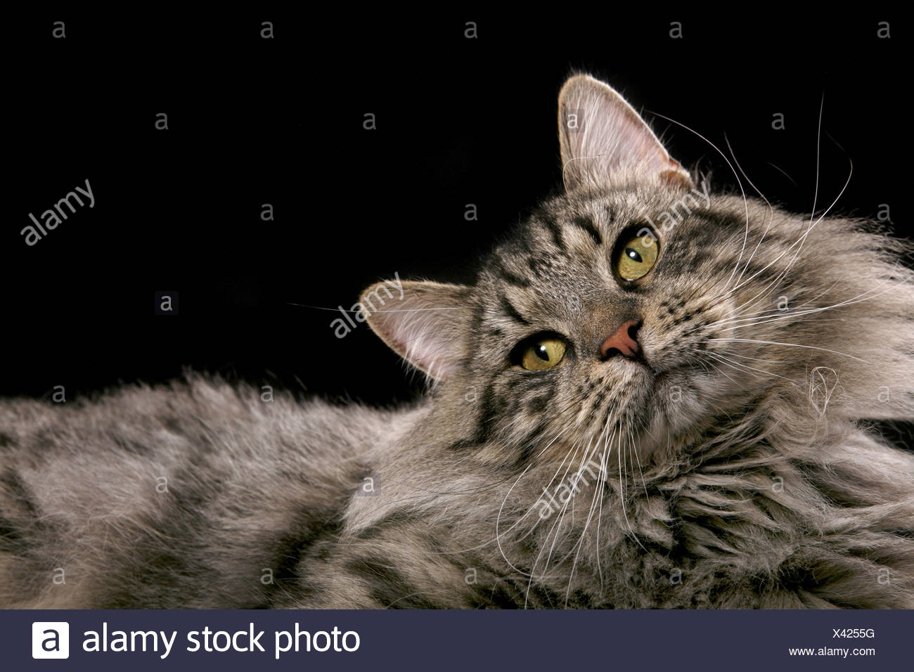 Black Mackerel Tabby High Resolution Stock Photography and Images Alamy