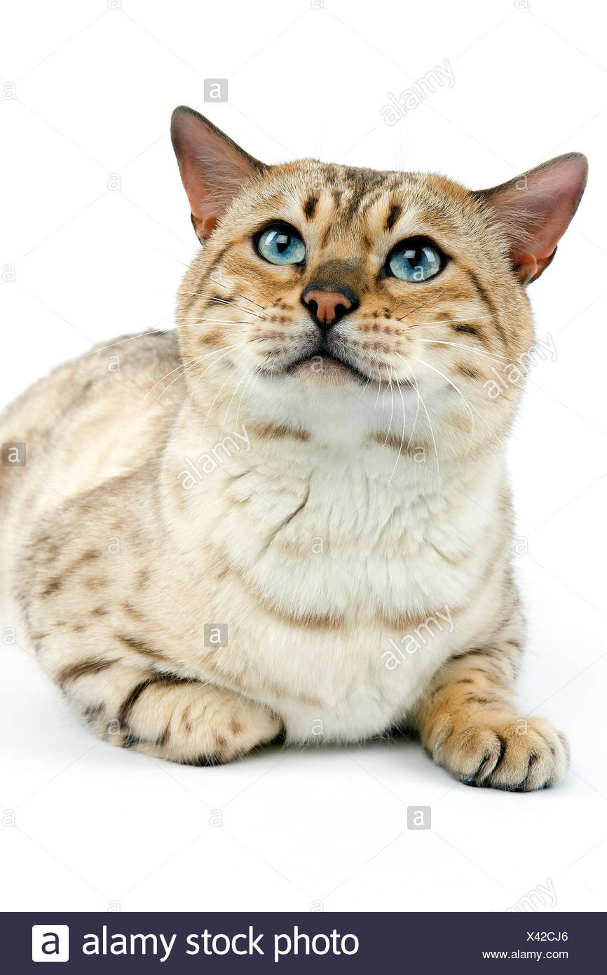 Seal Mink Tabby Bengal High Resolution Stock Photography and Images Alamy
