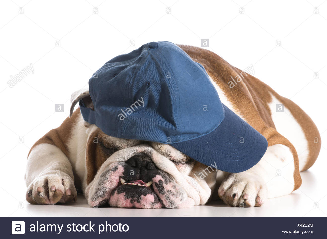 dog wearing baseball cap