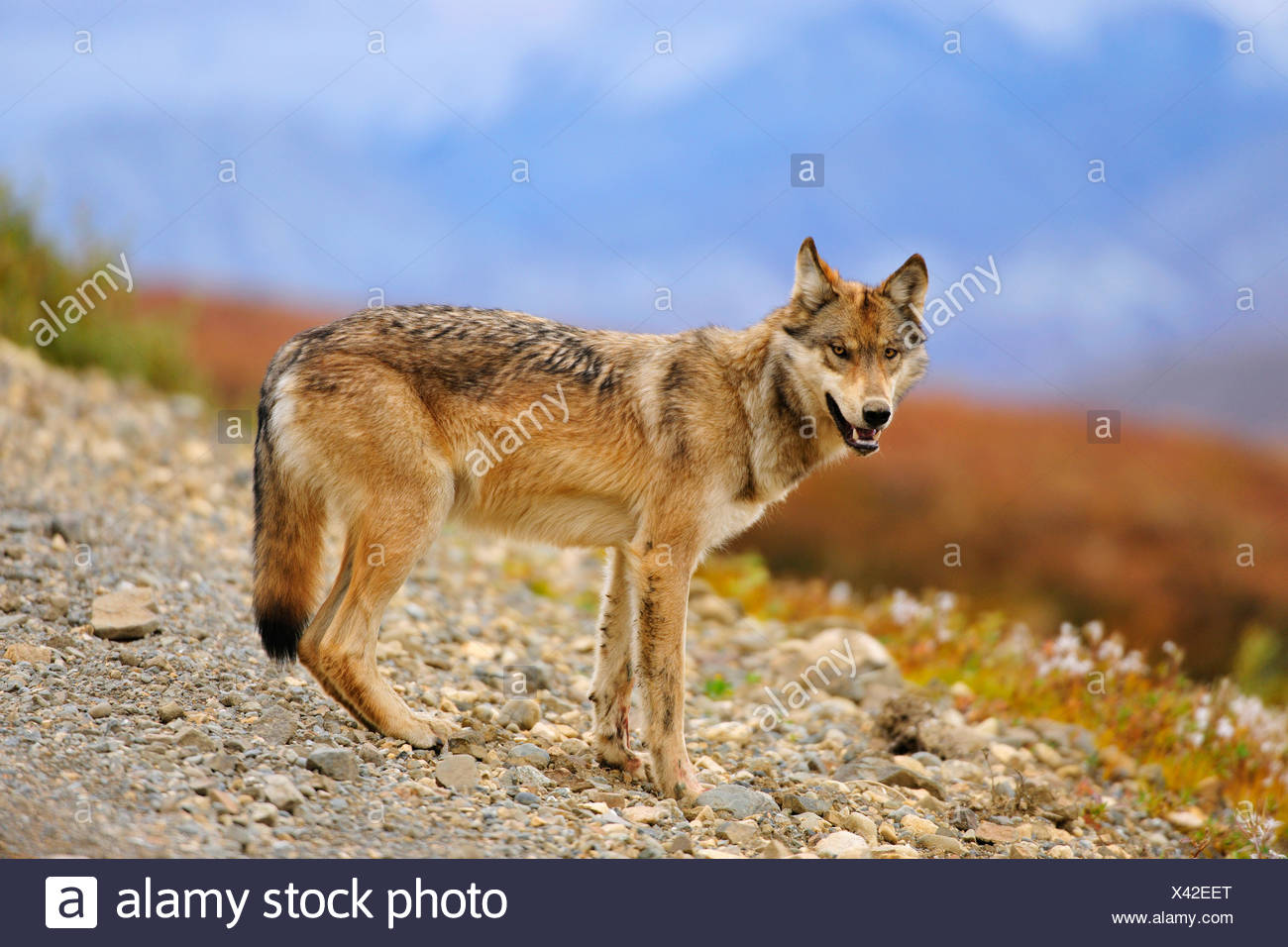 Mackenzie Wolves High Resolution Stock Photography and Images Alamy
