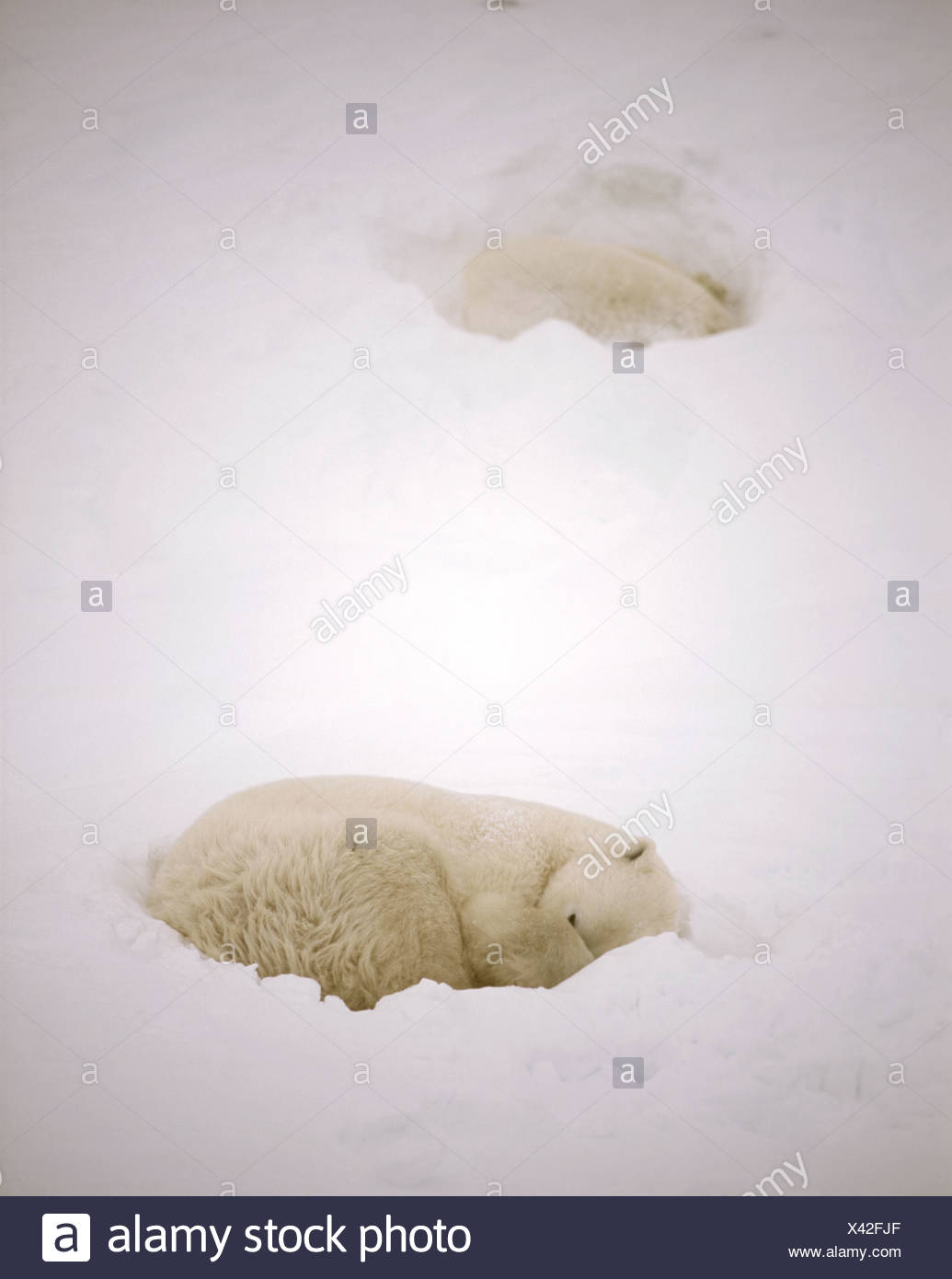 Male Polar Bears Ursus Maritimus Asleep In Day Beds Churchill Male Polar Bears Ursus Maritimus Asleep In Day Beds Churchill Manitoba Canada