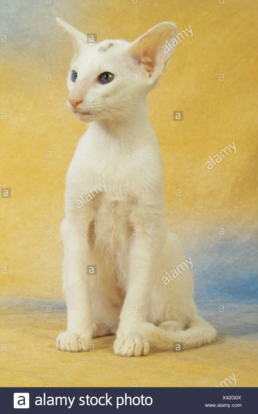 Oriental Shorthair Cat Sitting Cut Out Stock Photo 277880986