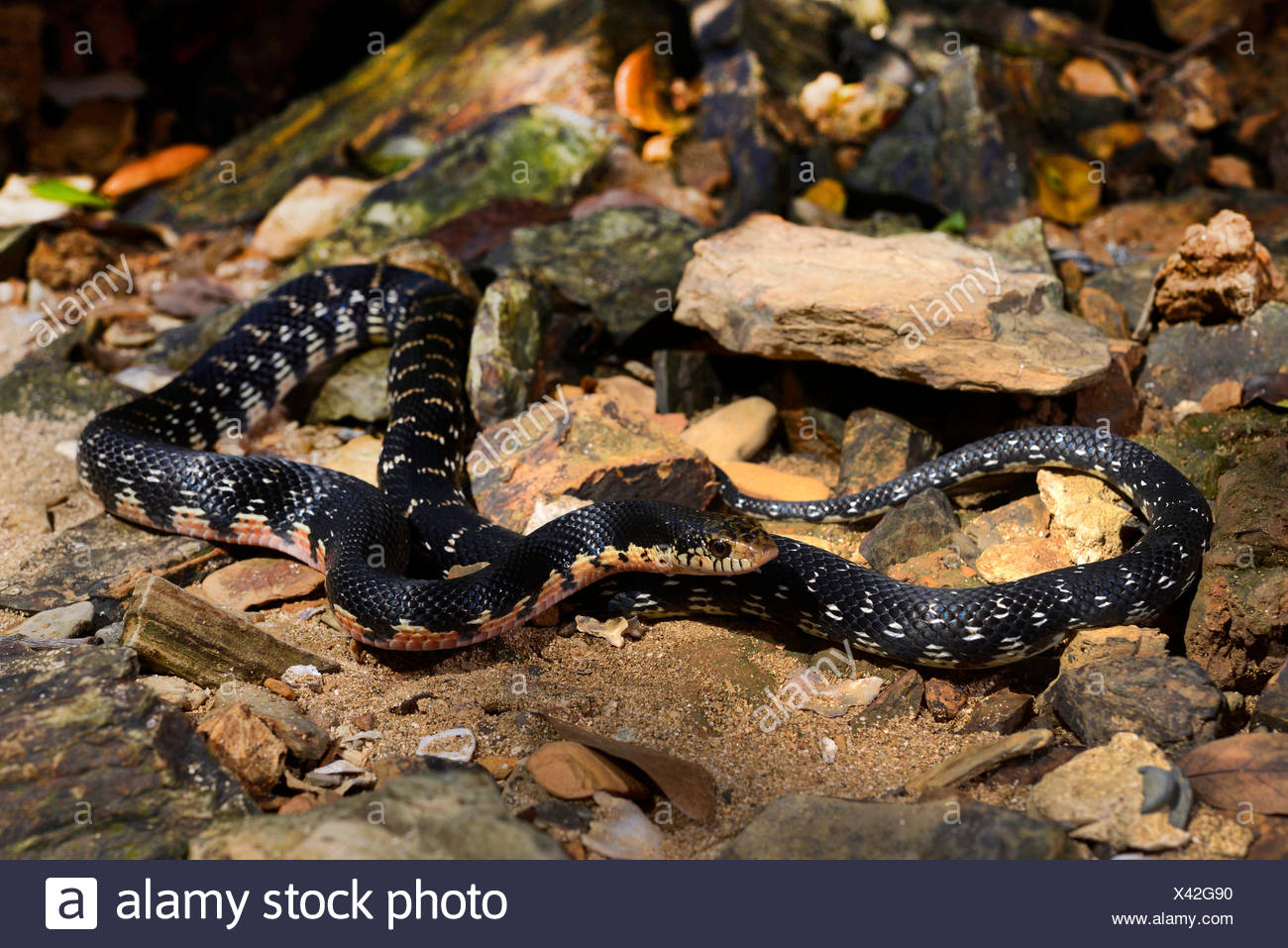 Madagascar Menarana Snake Giant Madagascan Hognose Malagasy Giant Hognose Snake Leioheterodon Madagascariensis On Forest Floor With Stones Madagascar Nosy Be Naturreservat Lokobe Stock Photo Alamy