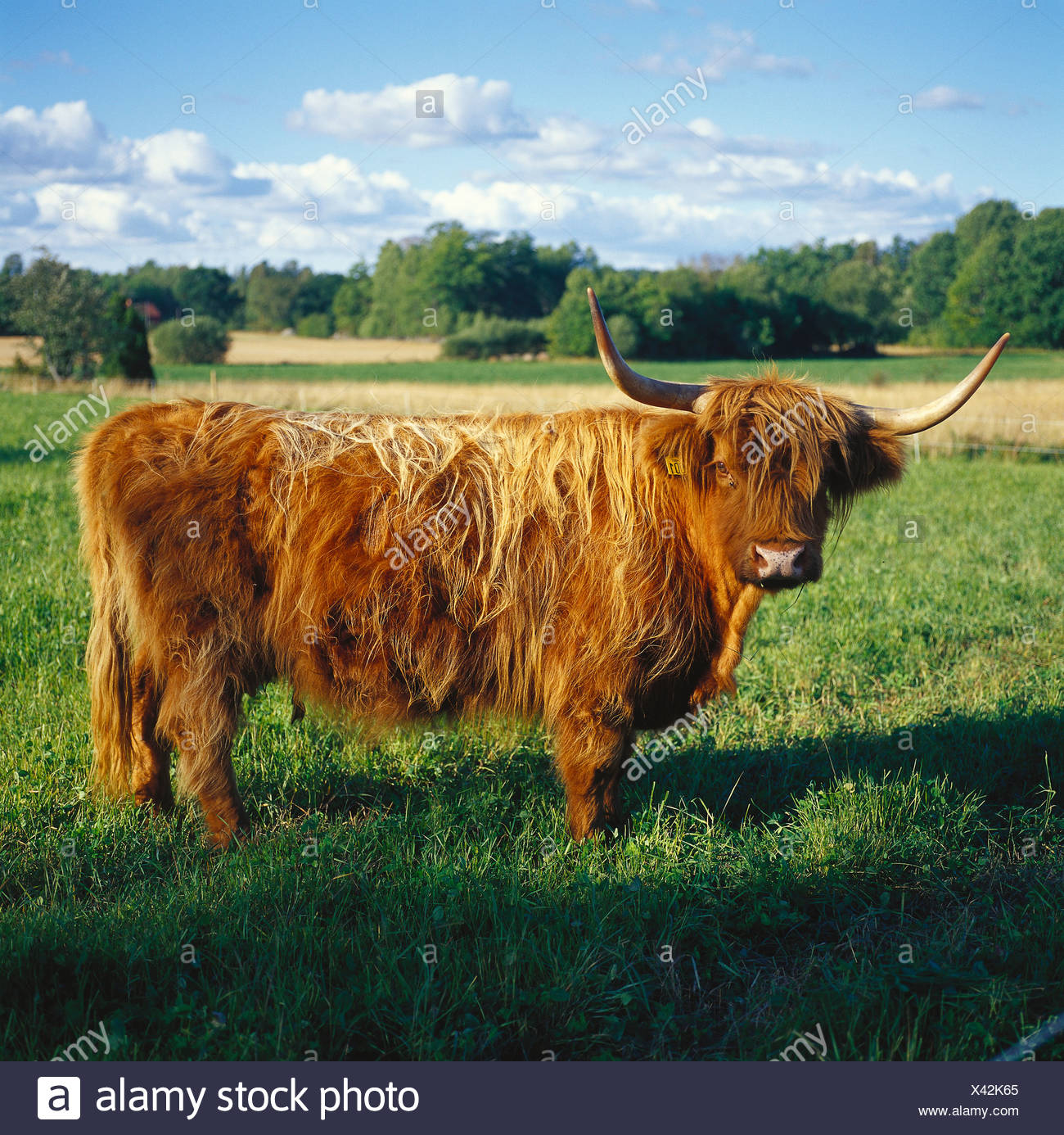 Long Haired Cow With Big Horns Stock Photo 277883485 Alamy