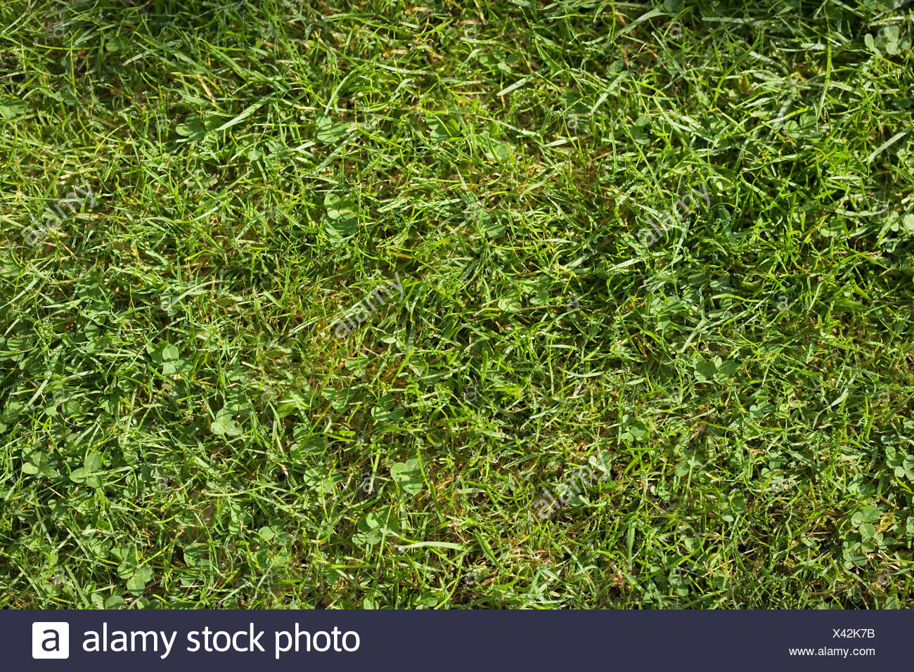 A section of grass lawn, view from above Stock Photo