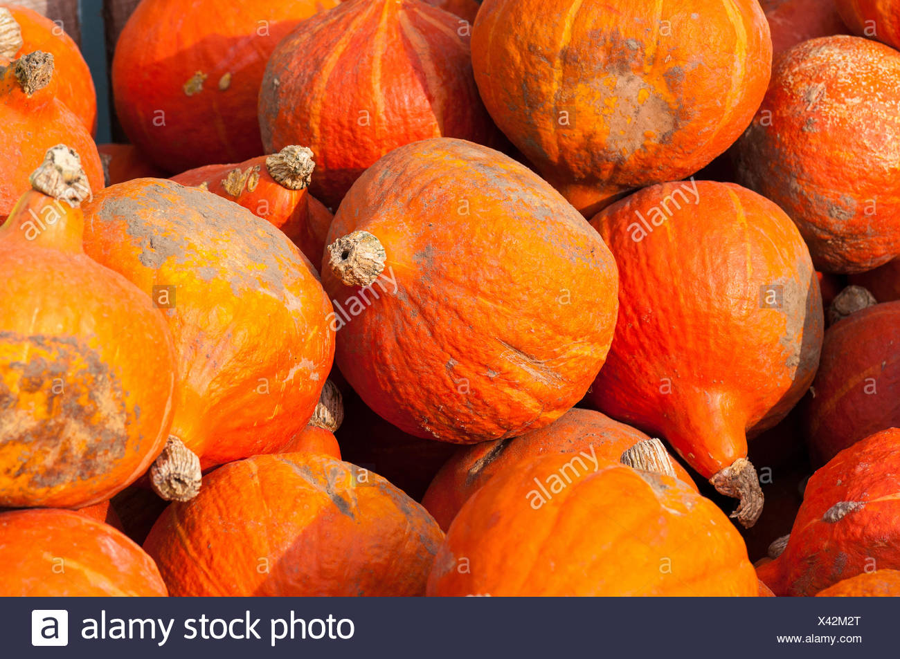 Harvest Of Potimarron Squashes In An Organic Kitchen Garden Stock