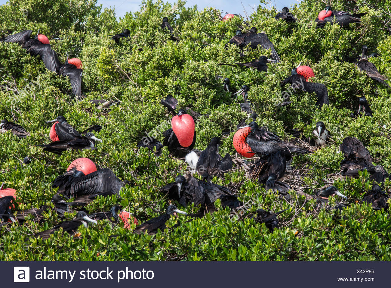 Birds Of Antigua High Resolution Stock Photography and Images Alamy