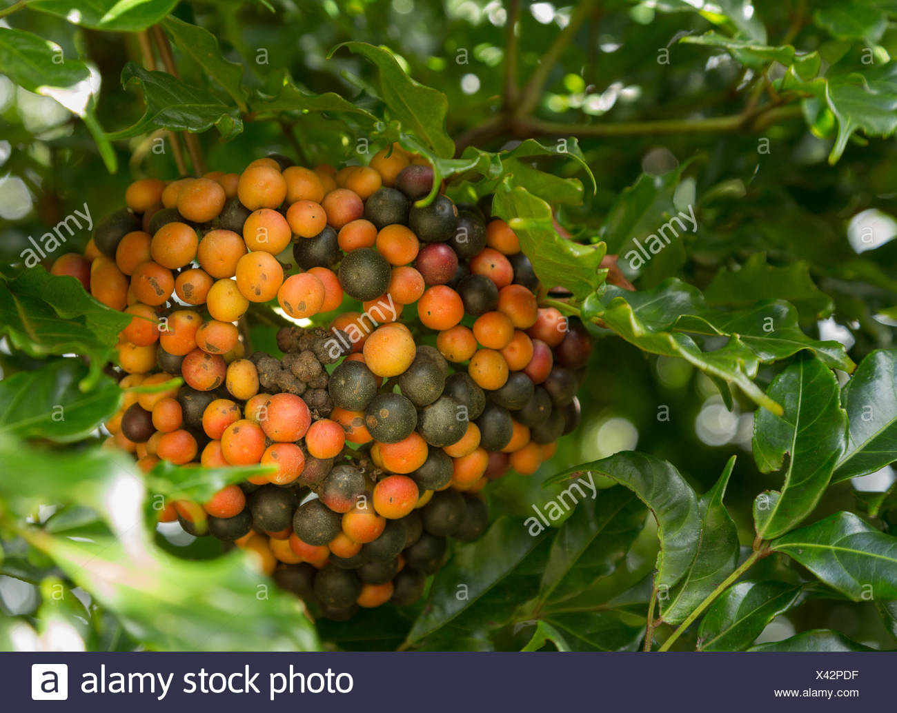 Hawaiian Kona Coffee Beans High Resolution Stock Photography and Images