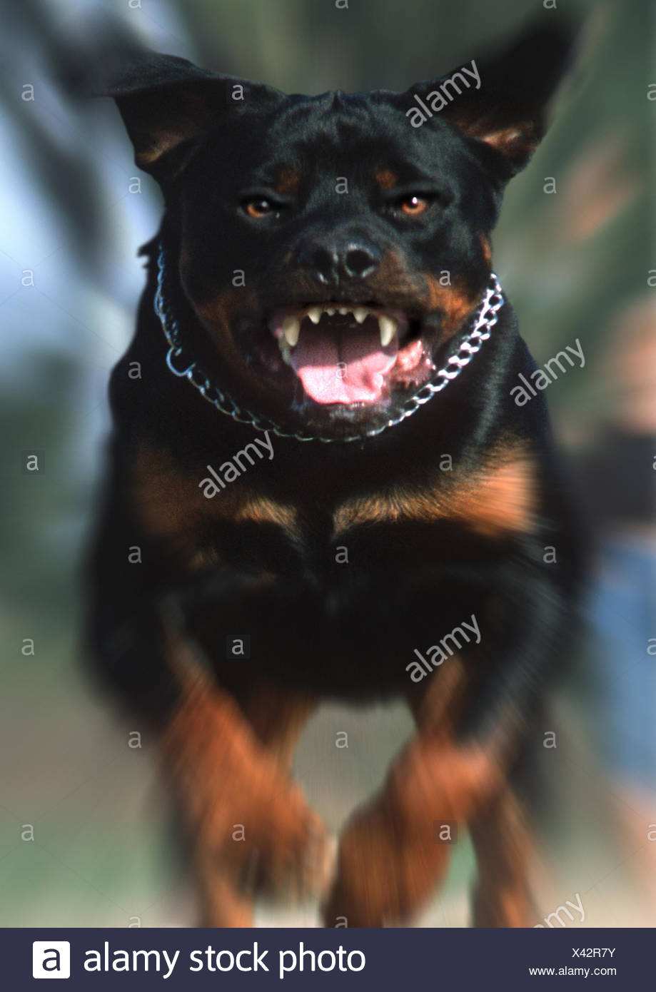 rottweiler aggression towards owner