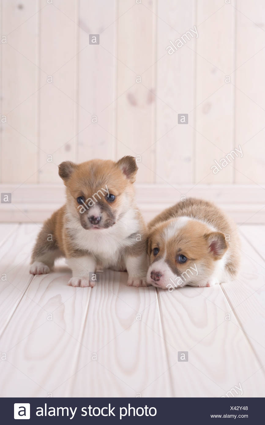 Welsh Corgi Sitting High Resolution Stock Photography and Images - Alamy