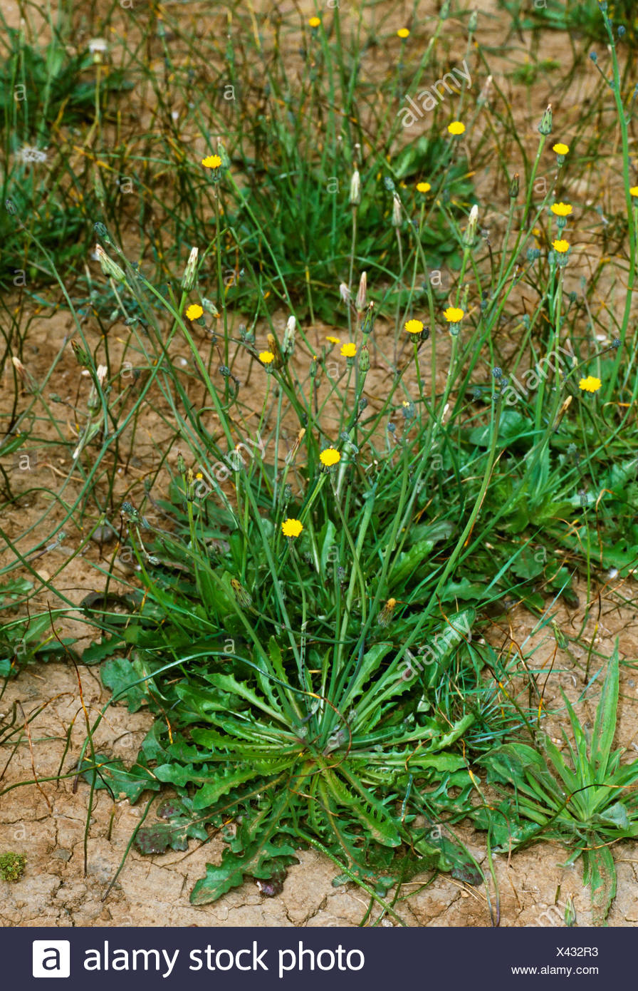 False Dandelion High Resolution Stock Photography and Images Alamy