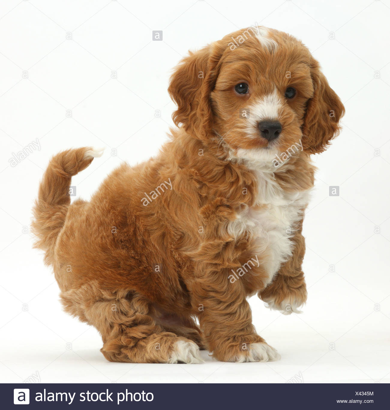 cockapoo cavalier puppies