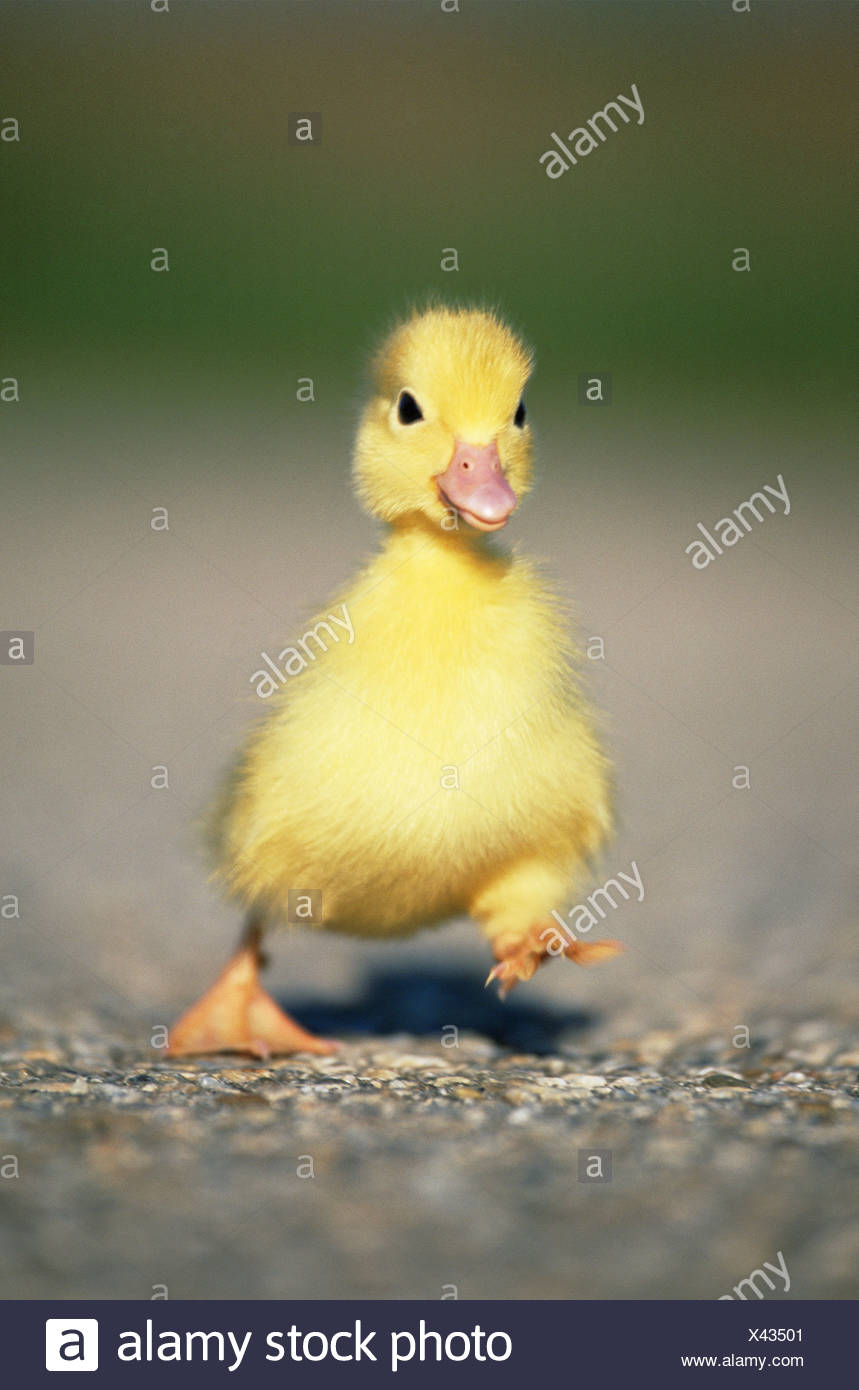fluffy duck stock photos fluffy duck stock images alamy