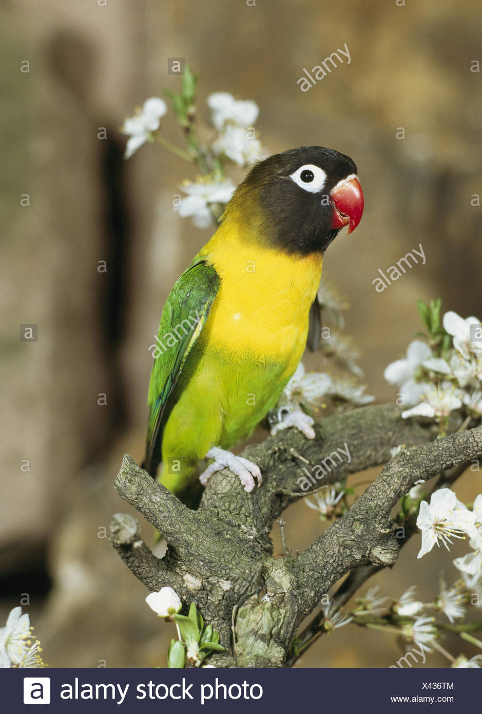 Branch Schwarzkopfchen Agapornis Personata Vigilance Wildlife Animal Bird Parrot Bird Inseparable Mask Inseparable Plumages Colorfully Colored Branch Schwarzkopfchen Agapornis Personata Vigilance Wildlife Animal Bird Parrot Bird Inseparable Mask Inseparable Plumages Colorfully Colored