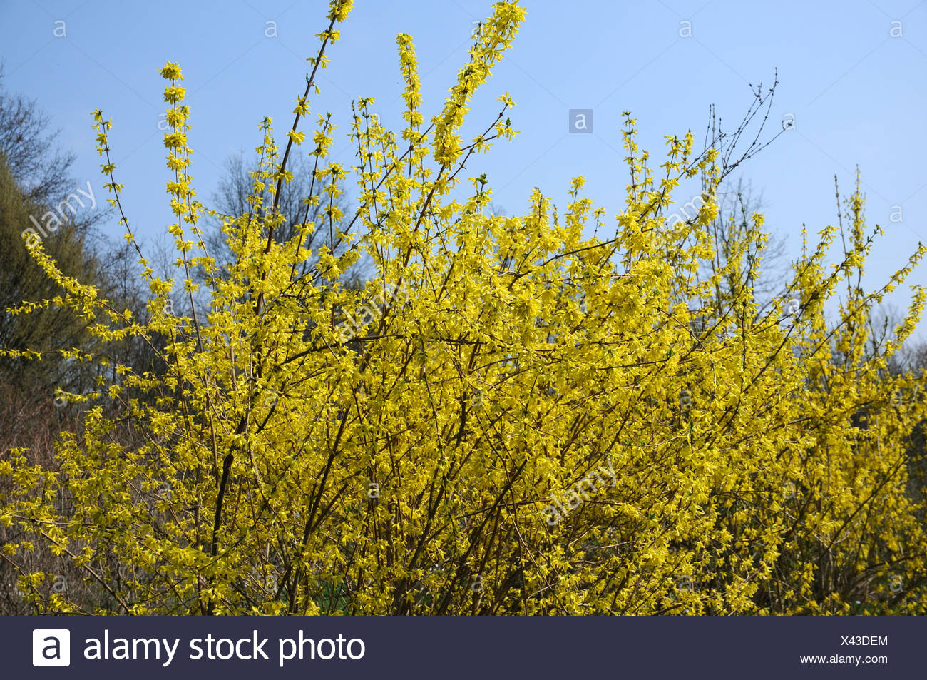 Forsythia Suspensa High Resolution Stock Photography And Images Alamy Forsythia Suspensa High Resolution Stock Photography And Images Alamy