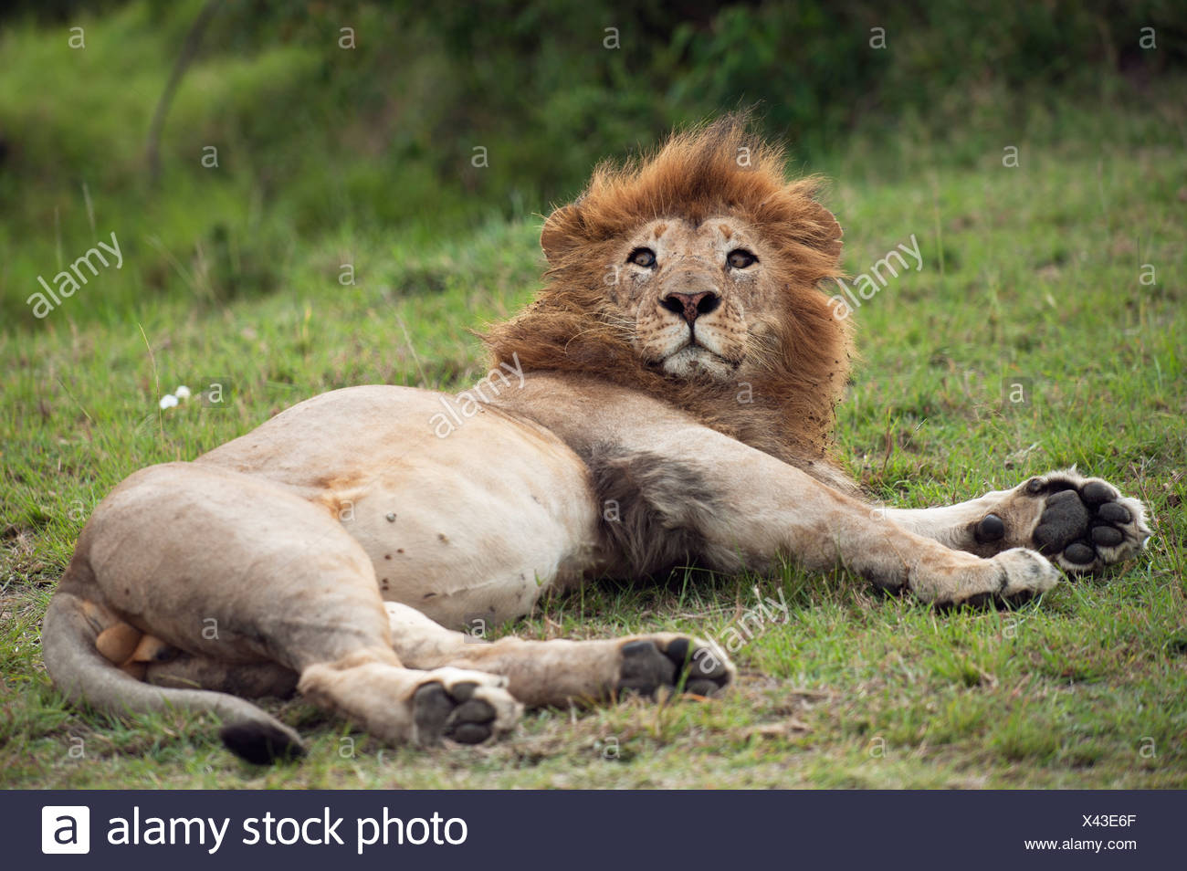 Lion (Panthera leo), male, waking up Stock Photo 277901527 Alamy