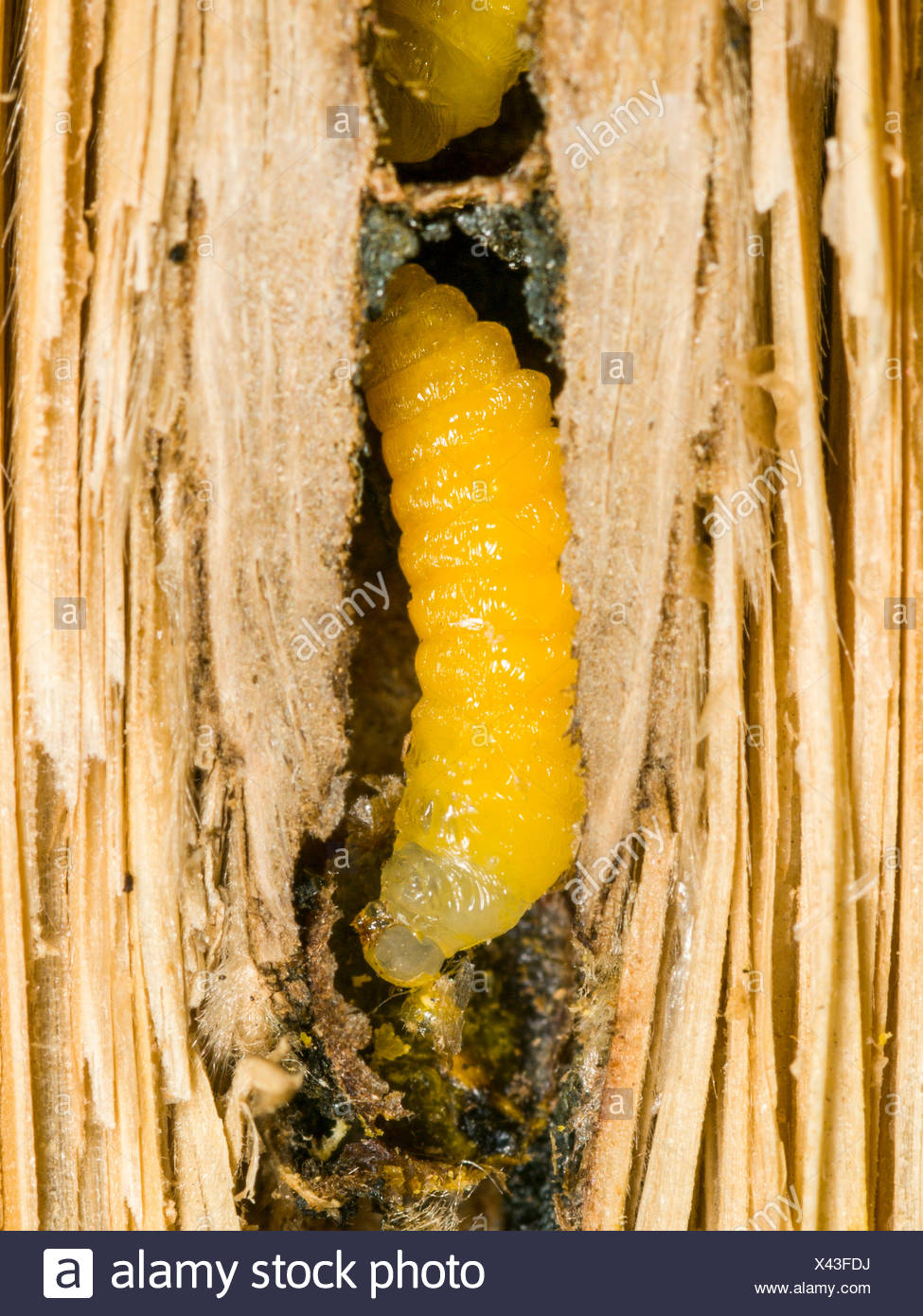 Wasp Grub High Resolution Stock Photography and Images Alamy
