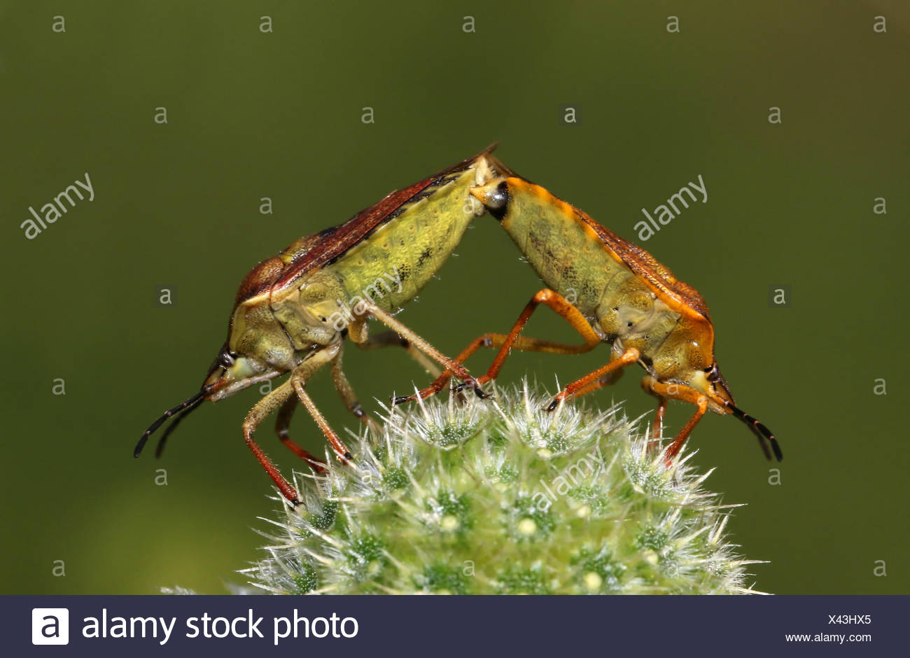 Wanzenarten High Resolution Stock Photography and Images - Alamy