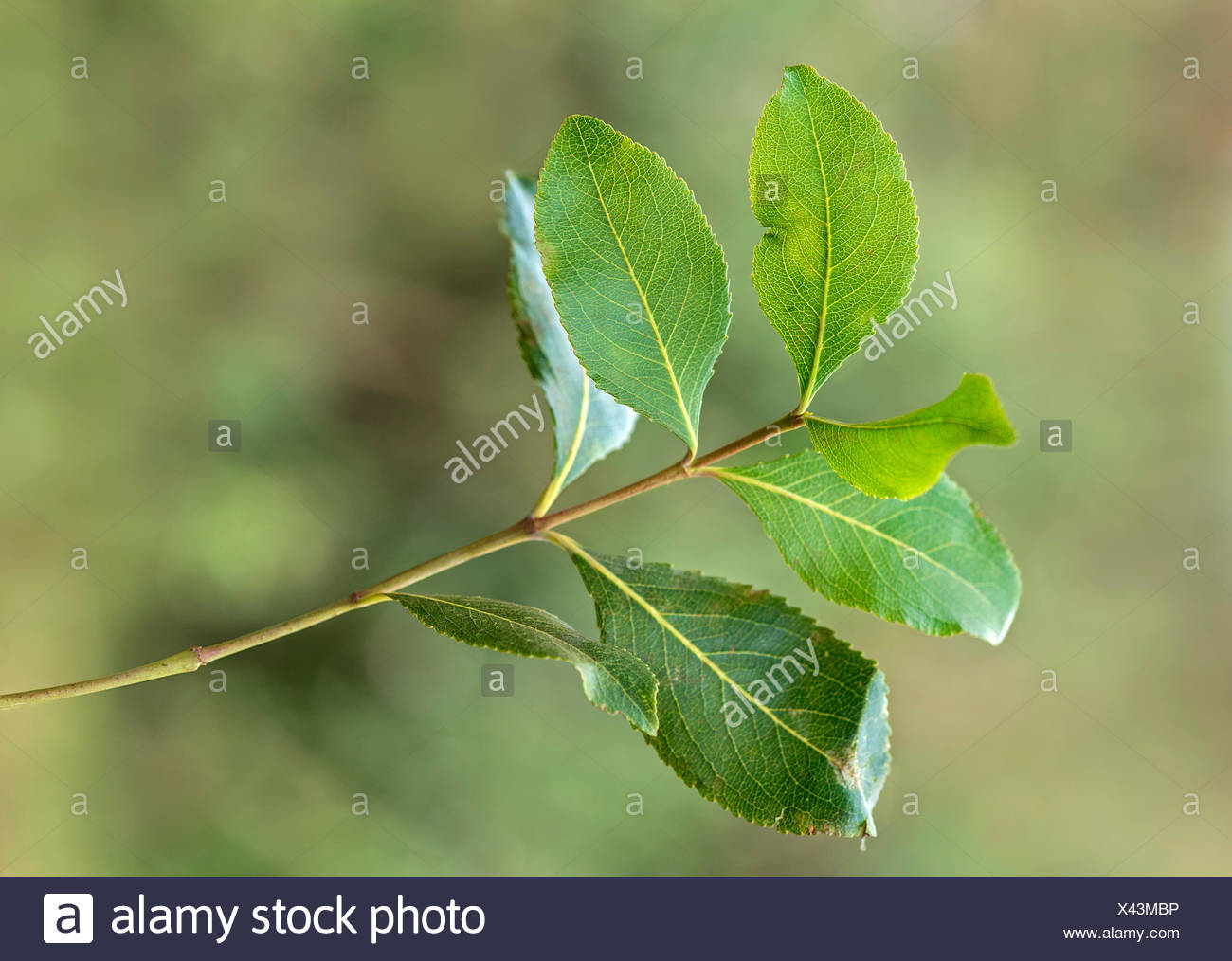 Khat Ethiopia High Resolution Stock Photography and Images - Alamy