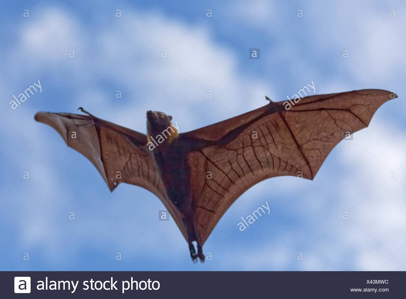 Brillenflughund High Resolution Stock Photography And Images Alamy