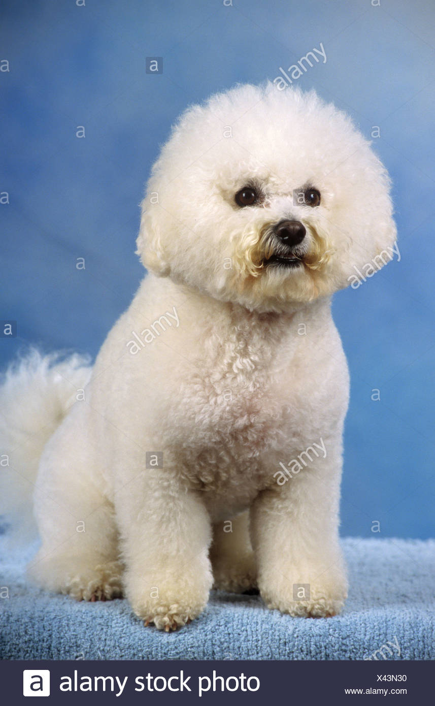 white toy poodle