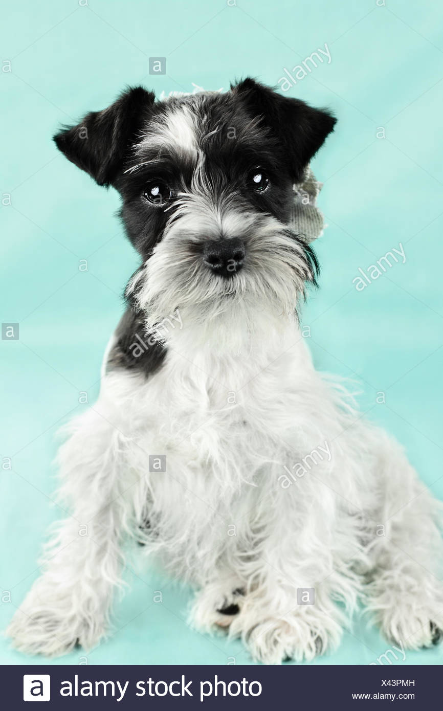 parti schnauzer