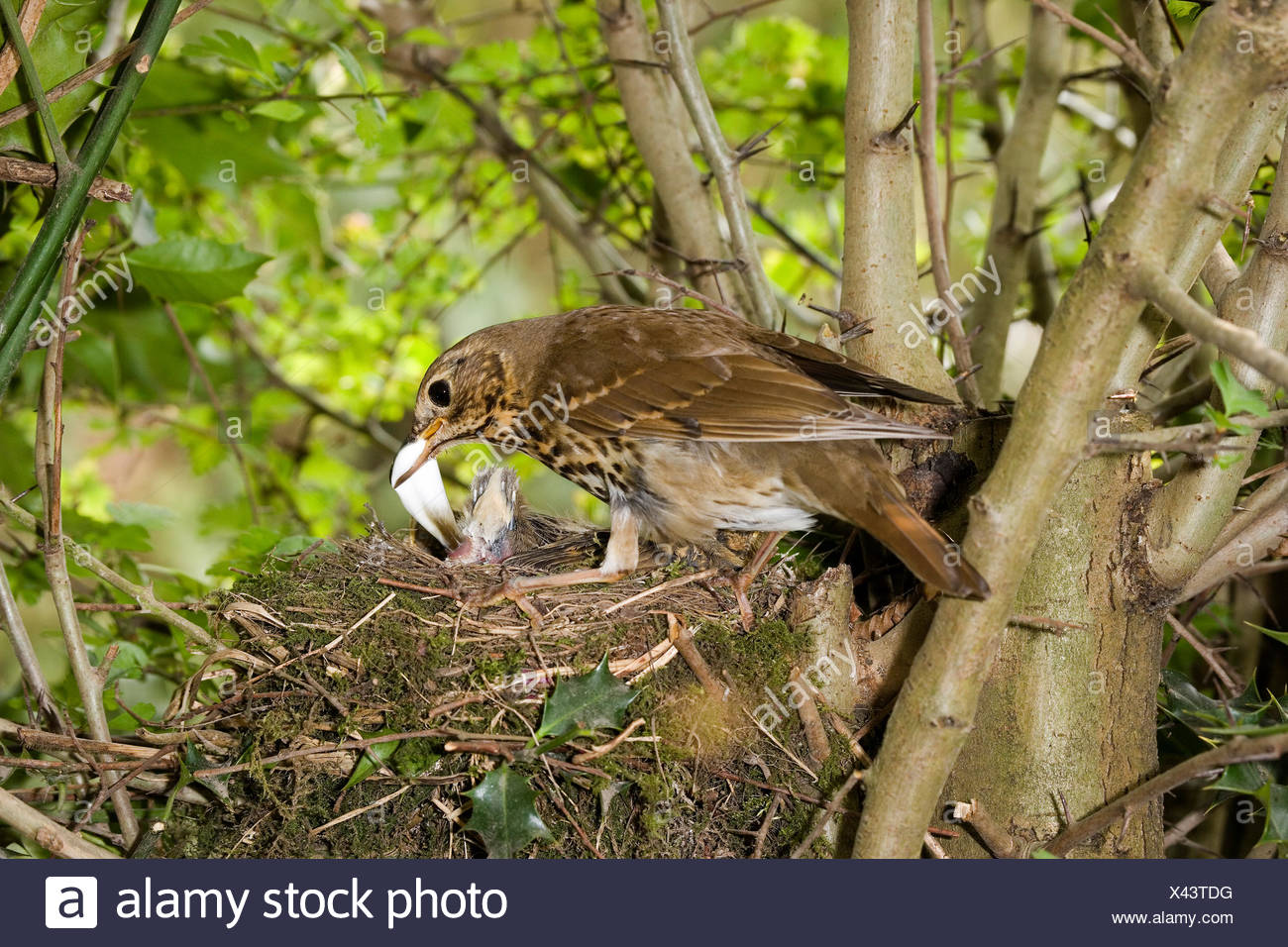 Song Thrush, turdus philomelos, Adult removing a Fecal Sac from Nest,  Normandy Stock Photo - Alamy
