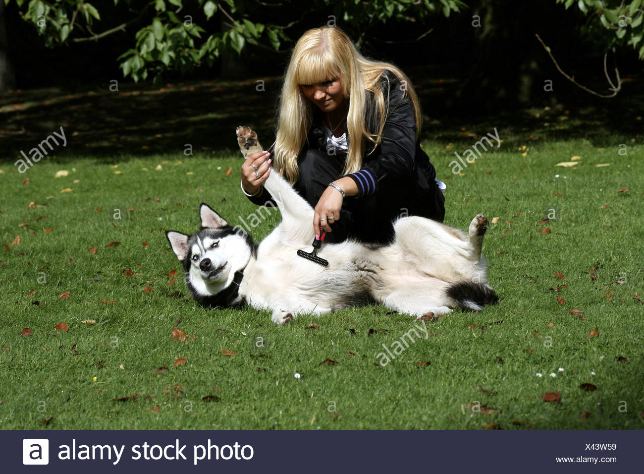 Siberian Husky Canis Lupus F Familiaris Young Fair Haired
