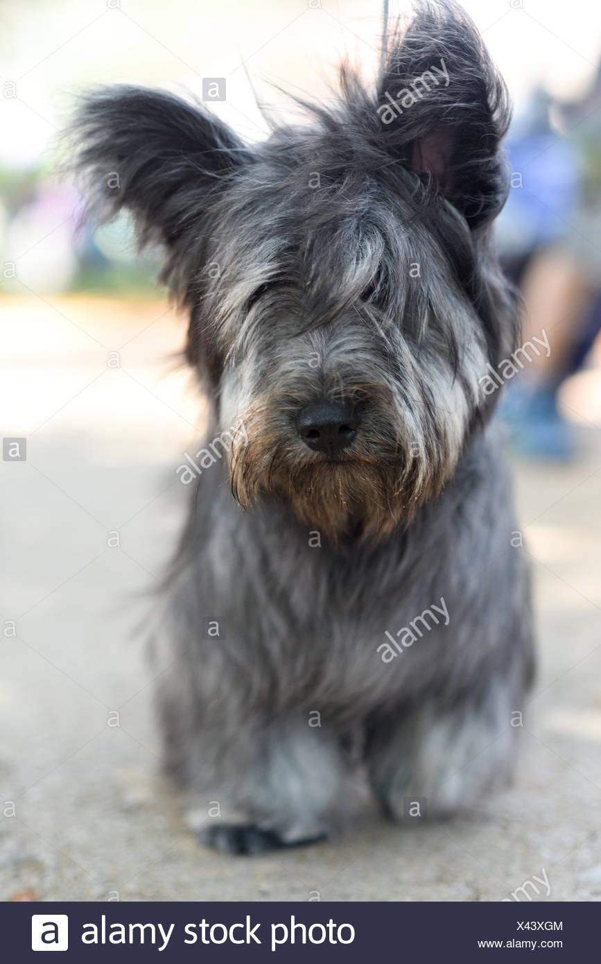 Black Skye Terrier High Resolution Stock Photography And Images Alamy