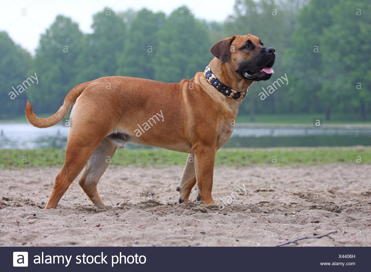 boerboel guard dog
