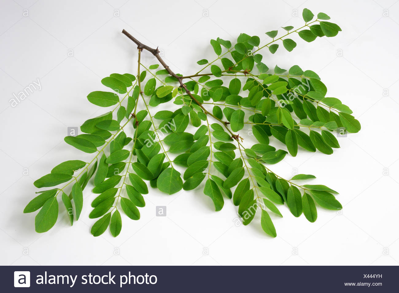 Acacia Black Locust Robinia Robinia Pseudoacacia Twig With Leaves Studio Picture Stock Photo Alamy