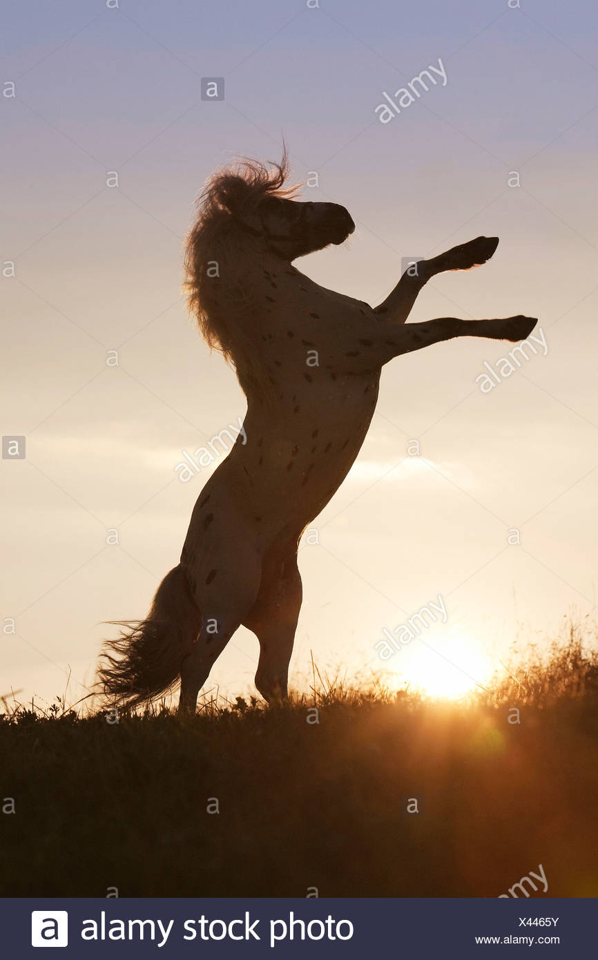 Horse Rearing Silhouette High Resolution Stock Photography and Images ...
