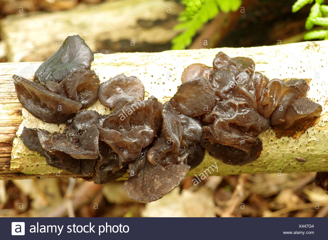 Witches Butter High Resolution Stock Photography and Images Alamy